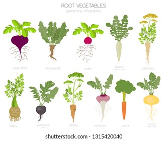 Root vegetables raphanus, radish, sugar beet, carrot, parsley etc. Gardening, farming infographic, how it grows. Flat style design. Vector illustration