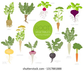 Root vegetables raphanus, radish, sugar beet, carrot, parsley etc. Gardening, farming infographic, how it grows. Flat style design. Vector illustration