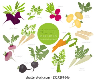 Root vegetables raphanus, radish, sugar beet, carrot, parsley etc. Gardening, farming infographic, how it grows. Flat style design. Vector illustration