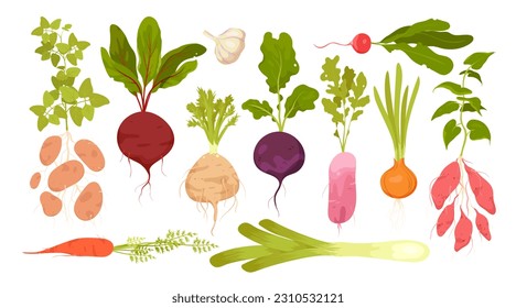 Root vegetables set vector illustration. Cartoon isolated vitamin tubers and green leaf, growing in garden food ingredients collection with leek celery onion potato radish beetroot carrot batatas