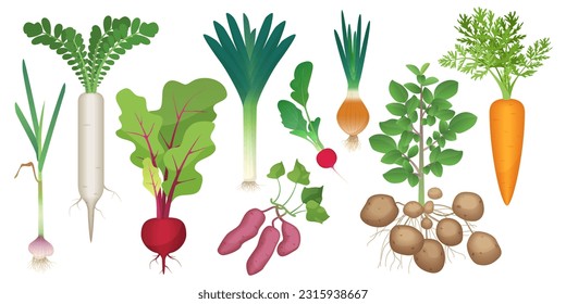 Root vegetables set vector illustration. Cartoon isolated healthy raw tubers collection from farm or backyard garden, onion daikon radish leek potato beetroot carrot radish garlic, harvest of veggies