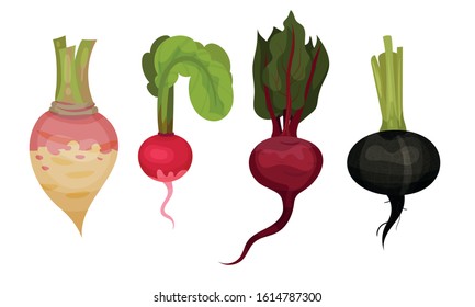 Verduras raíz con hojas superiores y sin conjunto vectorial