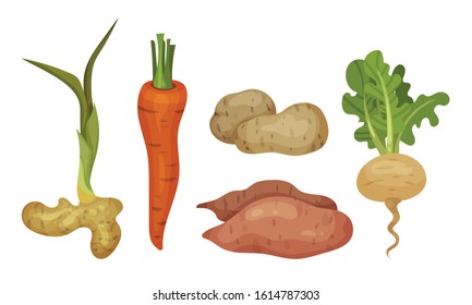 Root Vegetables with Top Leaves and Without Vector Set