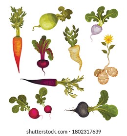 Root Vegetables as Underground Plant Part with Carrot and Beet Vector Set