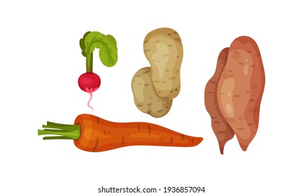 Root Vegetables as Underground Plant Part with Radish and Carrot Vector Set
