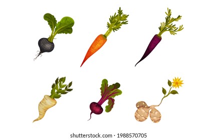 Root Vegetables as Underground Plant Part with Carrot and Beet Vector Set