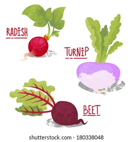 Root vegetables vector botanical illustration. Radish, turnip, beet.