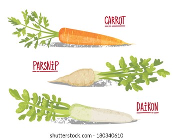 Root Vegetables Vector Botanical Illustration. Carrot, Parsnip, Daikon.