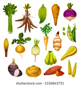 Root vegetables or veggie tuber icons. Vector sweet potato, radish or turnip and legume bread beans, natural jicama and cassava, manioc or celery and rutabaga, caigua and yam, little corn