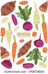 Root Vegetables whole and sliced Vector Illustration Beetroot, Carrot, Sweet Potato, Parsnip