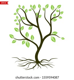 Rooted Green Spring Tree. Vector. Plant in a garden with a white background
