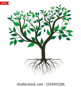 Rooted Green Spring Tree. Vector. Plant in a garden with a white background...
