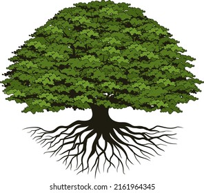 rooted oak tree logo vector.