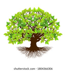 Rooted tree and green leaves, vector illustration