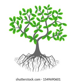 rooted tree plants and green leaves with a white background, vector