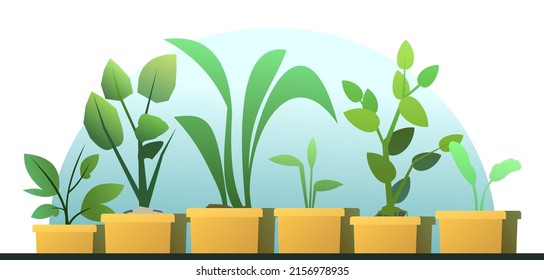 Roots in box. Seedling garden plants. Sowing agricultural material. Vector.