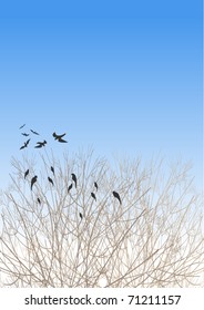  Roots.   A flock of rooks in the trees in spring park