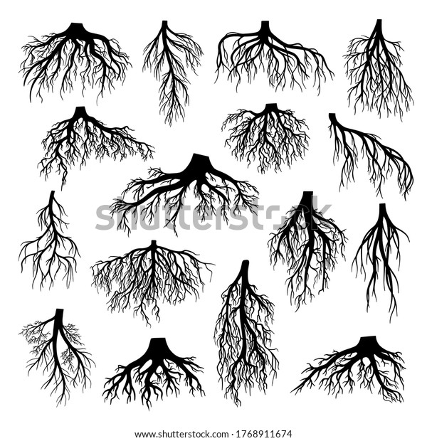 19 Creeping Rootstalk Images, Stock Photos & Vectors Shutterstock