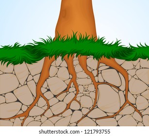 The roots of trees can crack open rock as they grow,nature background