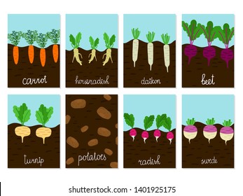 Roots vegetables garden growing vector of cards. Illustration of carrot and horseradish, daikon and beet