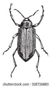 Gusano de techo, ilustración vintage grabada.