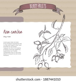 Rosa canina aka dog rose branch sketch on cardboard background. Berry fruits series. Berry fruits series. Great for traditional medicine, perfume design, cooking or gardening.