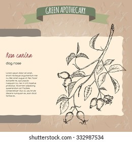 Rosa canina aka dog rose sketch. Green apothecary series. Great for traditional medicine, gardening or cooking design. 