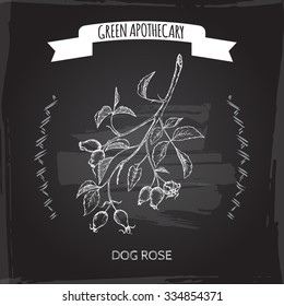 Rosa canina aka dog rose sketch placed on blackboard background. Green apothecary series. Great for traditional medicine, gardening or cooking design. 