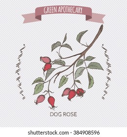 Rosa canina aka dog rose color sketch. Green apothecary series. Great for traditional medicine, gardening or cooking design. 