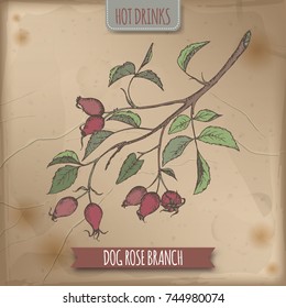 Rosa canina aka dog rose color sketch with fruits and leaves. Hot drinks collection. Great for cafe, bars, tea ads.