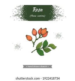 Rosa canina . Detailed hand-drawn sketches, vector botanical illustration.