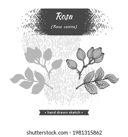 Rosa canina . Detailed hand-drawn sketches, vector botanical illustration.