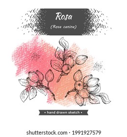 Rosa canina . Detailed hand-drawn sketches, vector botanical illustration.