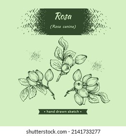 Rosa canina . Detailed hand-drawn sketches, vector botanical illustration.