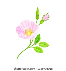 Rosa Canina or Dog Rose with Pale Pink Flower and Green Pinnate Leaves on Stem Vector Illustration