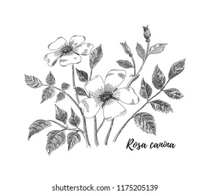 Rosa canina flower drawing. Black and white line art vector illustration. Hand drawn rosehip flowers, leaves and berries sketch, doodle. Botanical poster background.
