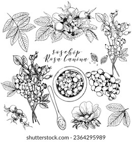 Rosa Canina vector set. Sketch illustration