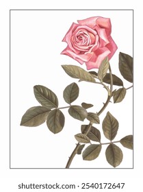 Rosa chinensis, pintura floral e botânica pintada à mão, pintura herbal pintada à mão, ervas naturais.