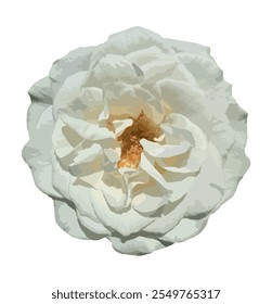 Rosa 'escalando iceberg' subiu isolada em fundo branco. Uma rosa branca impressionante chamada Iceberg, uma floribunda. Ilustração vetorial. As rosas brancas simbolizam a pureza e a inocência. Elemento de design de rosa branca.