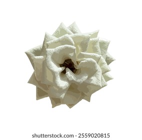 Rosa 'climbing iceberg' rose isolated on white background. Stunning white rose called Iceberg, a floribunda. Vector illustration. White roses symbolize purity and innocence. White rose design element.