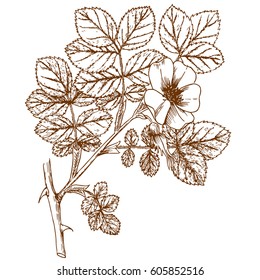 rosa coripubifera old paint gravures