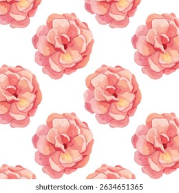 Rosa felicia watercolor pattern. Big blooming pink floral seamless pattern design. Spring summer nature background. Round pink buds of rose over a white background for home, nursery decoration