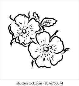 Rosa Hugonis ink sketch. Dog-rose. Isolated. Hand drawn outline style.