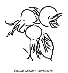 Rosa Hugonis ink sketch. Dog-rose. Isolated. Hand drawn outline style.