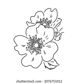 Rosa Hugonis ink sketch. Dog-rose. Isolated. Hand drawn outline style.