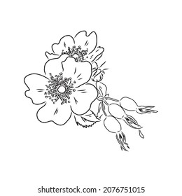 Rosa Hugonis ink sketch. Dog-rose. Isolated. Hand drawn outline style.