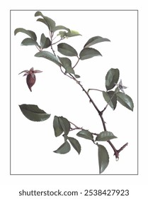 Rosa laevigata Michx, hand-painted floral and botanical painting, hand-painted herbal painting, natural herbs.