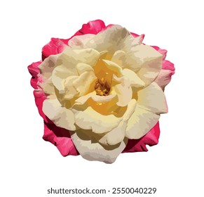 Rosa 'Madame A. Meilland' flower isolated on white background. Beautiful hybrid tea Peace rose. A colorful pink and creamy white rose flower. Yellow pink exotic rose. Vector illustration for design.
