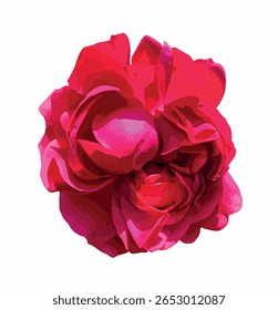 Rosa 'Meiclusif' (Red Eden Rose). Isolated deep red rose flower on white background, showcasing lush petals and romantic form. Ideal for botanical designs and floral compositions.