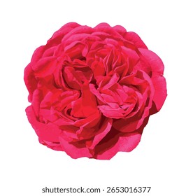 Rosa 'Meiclusif' (Red Eden Rose). Isolated deep red rose flower on white background, showcasing lush petals and romantic form. Ideal for botanical designs and floral compositions.